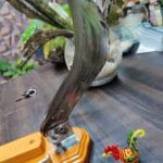 10 inch original steel boti with mahogany wood base